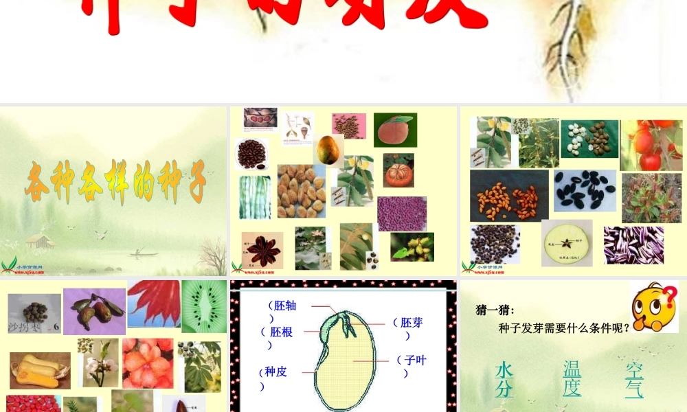 教科小学科学四下《2.5.种子的萌发》PPT课件(5)【加微信公众号 jiaoxuewuyou 九折优惠 qq 1119139686】.ppt