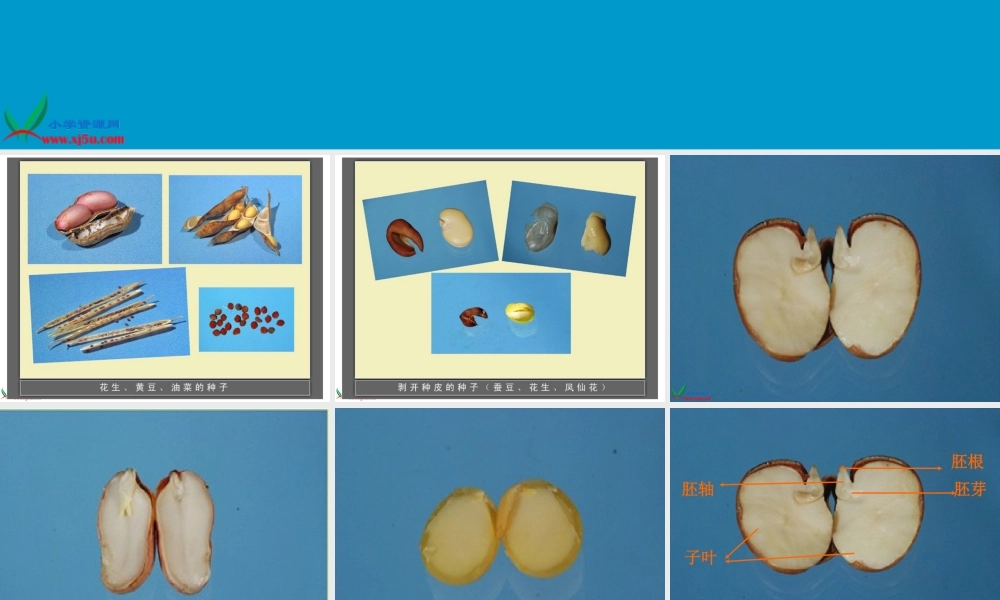 教科小学科学四下《2.5.种子的萌发》PPT课件(2)【加微信公众号 jiaoxuewuyou 九折优惠 qq 1119139686】.ppt