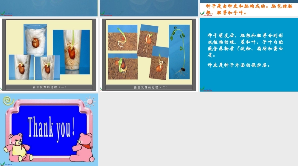 教科小学科学四下《2.5.种子的萌发》PPT课件(2)【加微信公众号 jiaoxuewuyou 九折优惠 qq 1119139686】.ppt