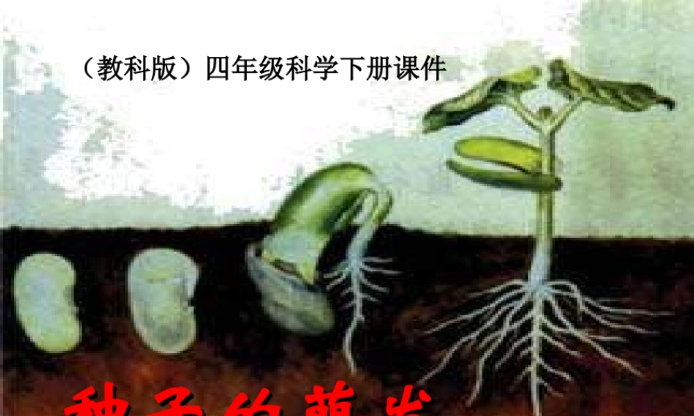 教科小学科学四下《2.5.种子的萌发》PPT课件(4)【加微信公众号 jiaoxuewuyou 九折优惠 qq 1119139686】.ppt