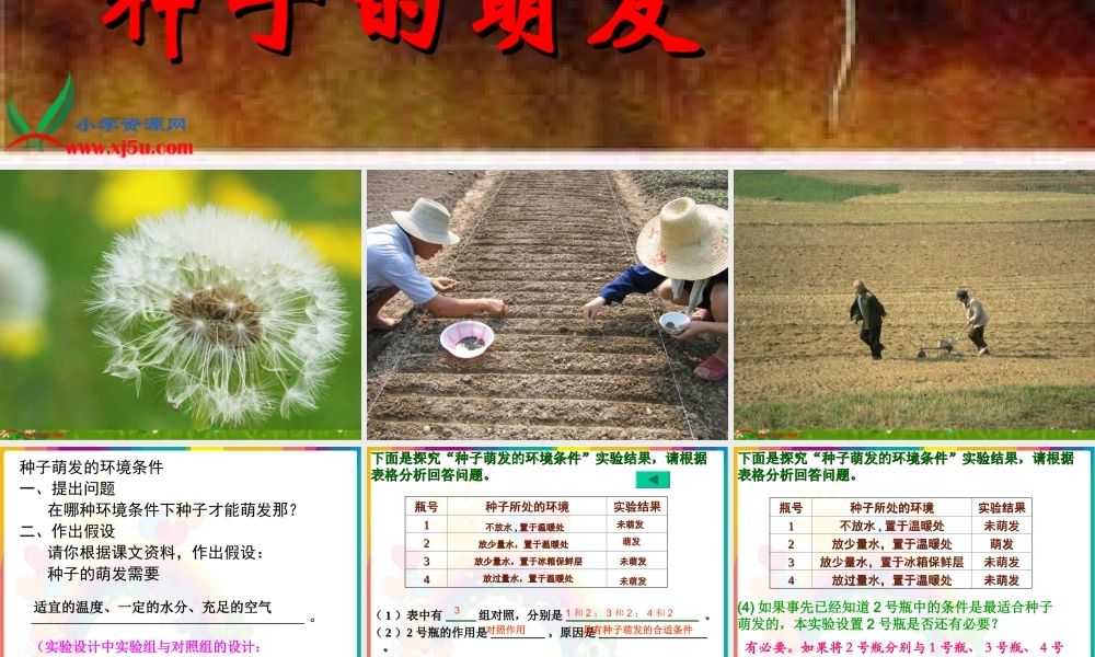 教科小学科学四下《2.5.种子的萌发》PPT课件(4)【加微信公众号 jiaoxuewuyou 九折优惠 qq 1119139686】.ppt
