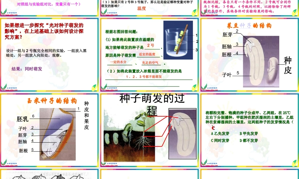 教科小学科学四下《2.5.种子的萌发》PPT课件(4)【加微信公众号 jiaoxuewuyou 九折优惠 qq 1119139686】.ppt