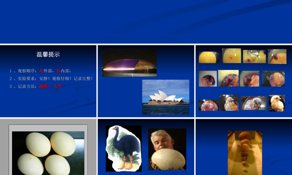 教科小学科学四下《2.6.动物的卵》PPT课件(3)【加微信公众号 jiaoxuewuyou 九折优惠 qq 1119139686】.ppt