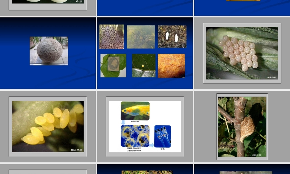 教科小学科学四下《2.6.动物的卵》PPT课件(3)【加微信公众号 jiaoxuewuyou 九折优惠 qq 1119139686】.ppt