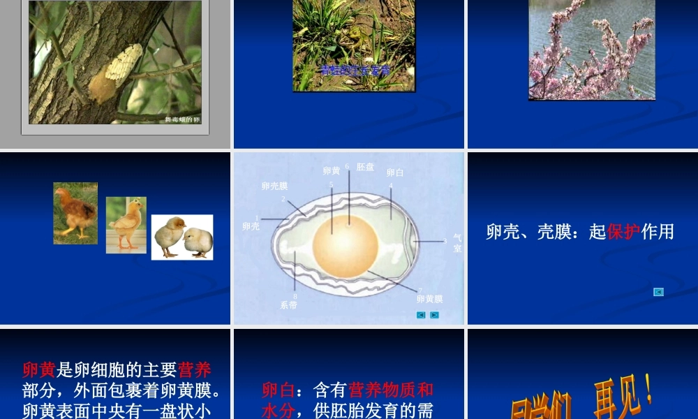 教科小学科学四下《2.6.动物的卵》PPT课件(3)【加微信公众号 jiaoxuewuyou 九折优惠 qq 1119139686】.ppt
