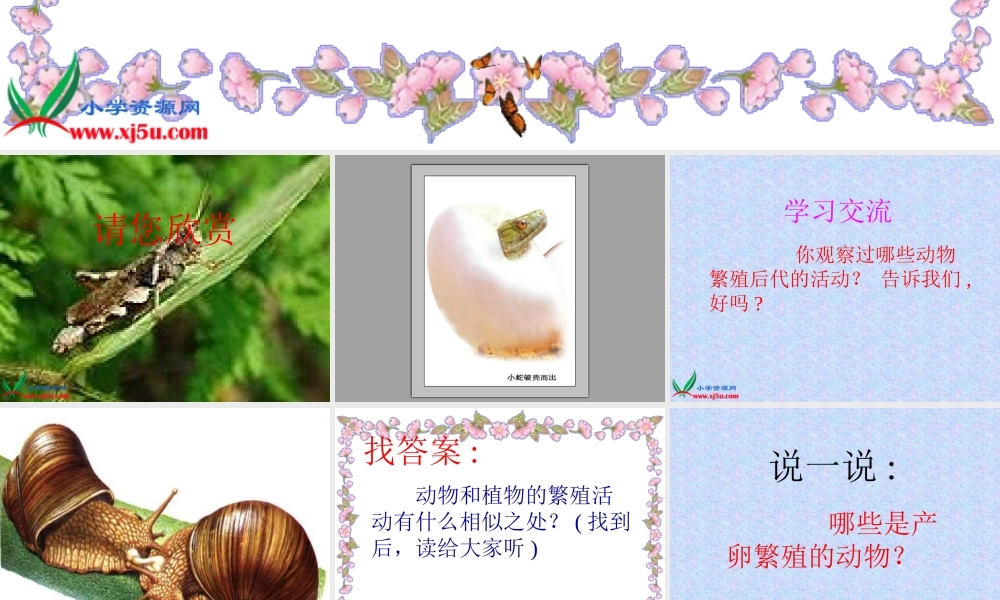 教科小学科学四下《2.6.动物的卵》PPT课件(5)【加微信公众号 jiaoxuewuyou 九折优惠 qq 1119139686】.ppt