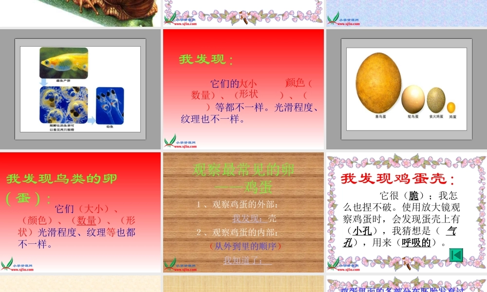 教科小学科学四下《2.6.动物的卵》PPT课件(5)【加微信公众号 jiaoxuewuyou 九折优惠 qq 1119139686】.ppt