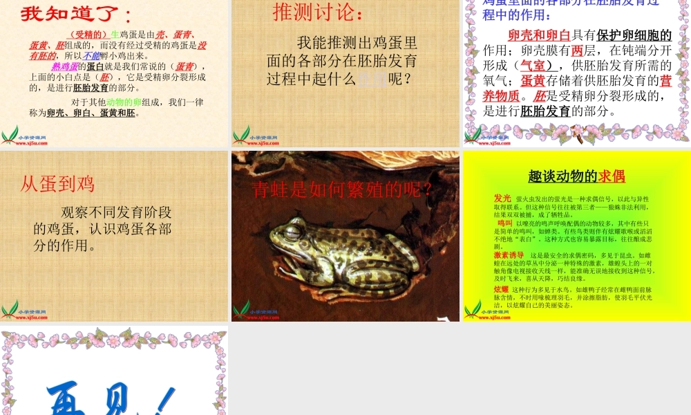 教科小学科学四下《2.6.动物的卵》PPT课件(5)【加微信公众号 jiaoxuewuyou 九折优惠 qq 1119139686】.ppt