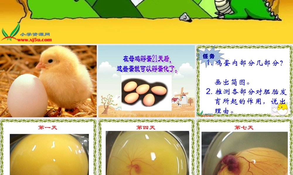 教科小学科学四下《2.6.动物的卵》PPT课件(1)【加微信公众号 jiaoxuewuyou 九折优惠 qq 1119139686】.ppt