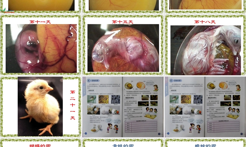 教科小学科学四下《2.6.动物的卵》PPT课件(1)【加微信公众号 jiaoxuewuyou 九折优惠 qq 1119139686】.ppt