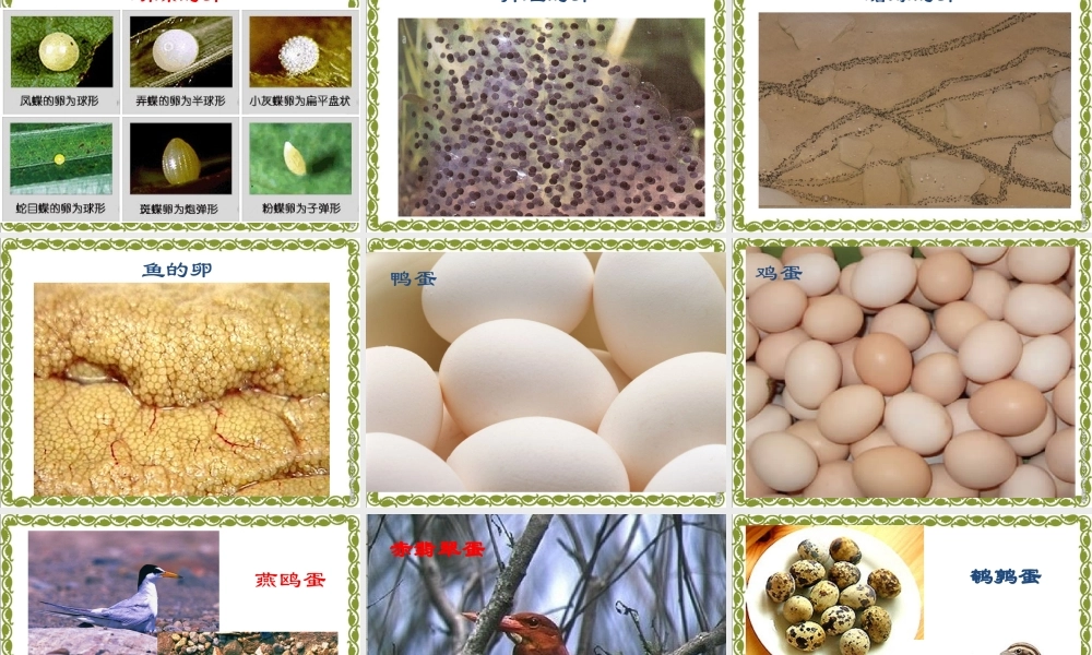 教科小学科学四下《2.6.动物的卵》PPT课件(1)【加微信公众号 jiaoxuewuyou 九折优惠 qq 1119139686】.ppt
