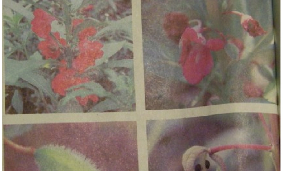 教科小学科学四下《2.4.把种子散播到远处》PPT课件(3)【加微信公众号 jiaoxuewuyou 九折优惠 qq 1119139686】.ppt