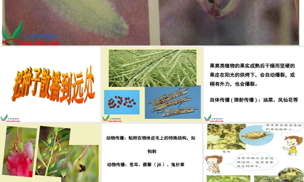 教科小学科学四下《2.4.把种子散播到远处》PPT课件(3)【加微信公众号 jiaoxuewuyou 九折优惠 qq 1119139686】.ppt