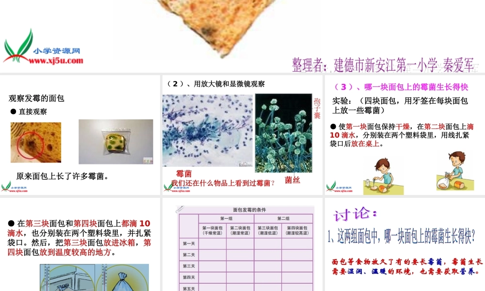 教科小学科学四下《3.5.面包发霉了》PPT课件(1)【加微信公众号 jiaoxuewuyou 九折优惠 qq 1119139686】.ppt