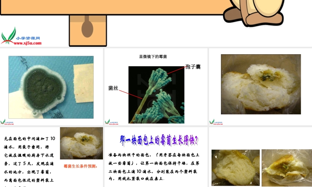 教科小学科学四下《3.5.面包发霉了》PPT课件(2)【加微信公众号 jiaoxuewuyou 九折优惠 qq 1119139686】.ppt
