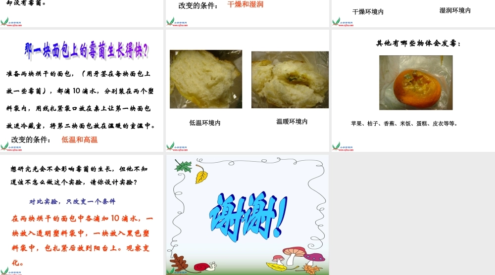教科小学科学四下《3.5.面包发霉了》PPT课件(2)【加微信公众号 jiaoxuewuyou 九折优惠 qq 1119139686】.ppt
