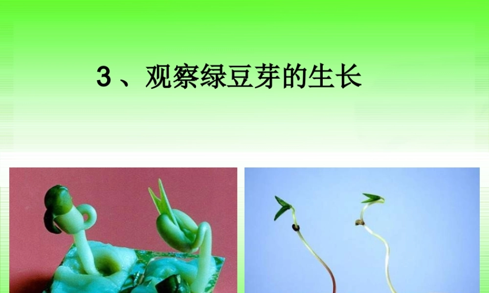 教科小学科学五上《1.3、观察绿豆芽的生长》PPT课件(2)【加微信公众号 jiaoxuewuyou 九折优惠 qq 1119139686】.ppt