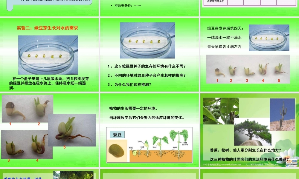 教科小学科学五上《1.3、观察绿豆芽的生长》PPT课件(2)【加微信公众号 jiaoxuewuyou 九折优惠 qq 1119139686】.ppt