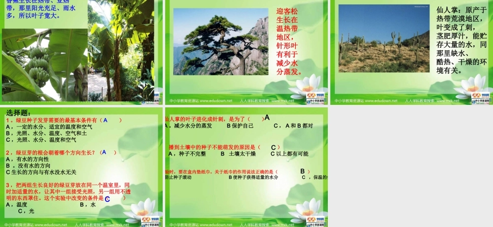 教科小学科学五上《1.3、观察绿豆芽的生长》PPT课件(2)【加微信公众号 jiaoxuewuyou 九折优惠 qq 1119139686】.ppt