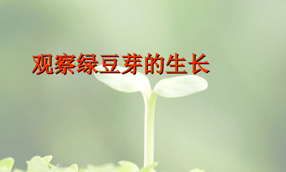教科小学科学五上《1.3、观察绿豆芽的生长》PPT课件(4)【加微信公众号 jiaoxuewuyou 九折优惠 qq 1119139686】.ppt