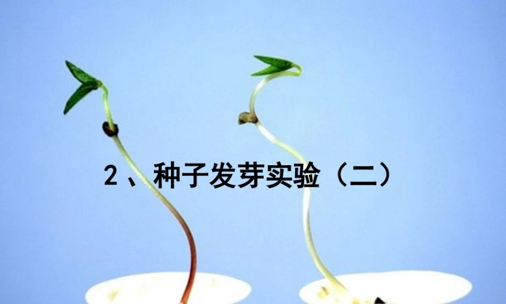 教科小学科学五上《1.2、种子发芽实验（二）》PPT课件(3)【加微信公众号 jiaoxuewuyou 九折优惠 qq 1119139686】.ppt