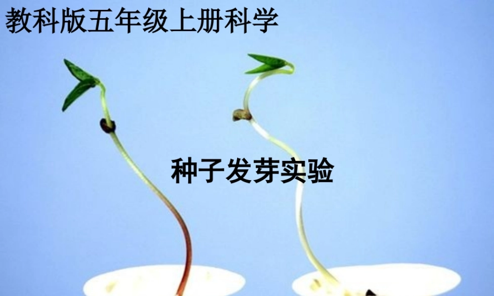 教科小学科学五上《1.3、观察绿豆芽的生长》PPT课件(3)【加微信公众号 jiaoxuewuyou 九折优惠 qq 1119139686】.ppt