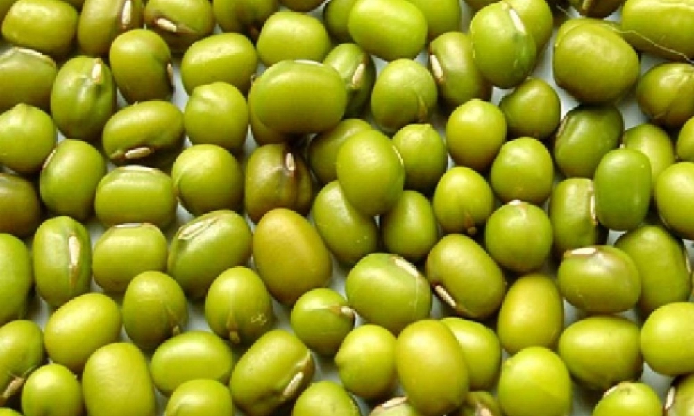 教科小学科学五上《1.1、种子发芽实验（一）》PPT课件(9)【加微信公众号 jiaoxuewuyou 九折优惠 qq 1119139686】.ppt