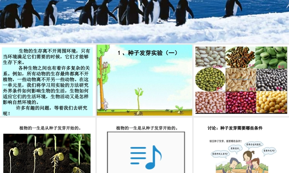 教科小学科学五上《1.1、种子发芽实验（一）》PPT课件(7)【加微信公众号 jiaoxuewuyou 九折优惠 qq 1119139686】.ppt