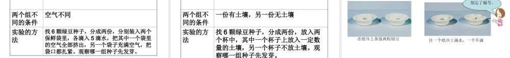 教科小学科学五上《1.1、种子发芽实验（一）》PPT课件(7)【加微信公众号 jiaoxuewuyou 九折优惠 qq 1119139686】.ppt