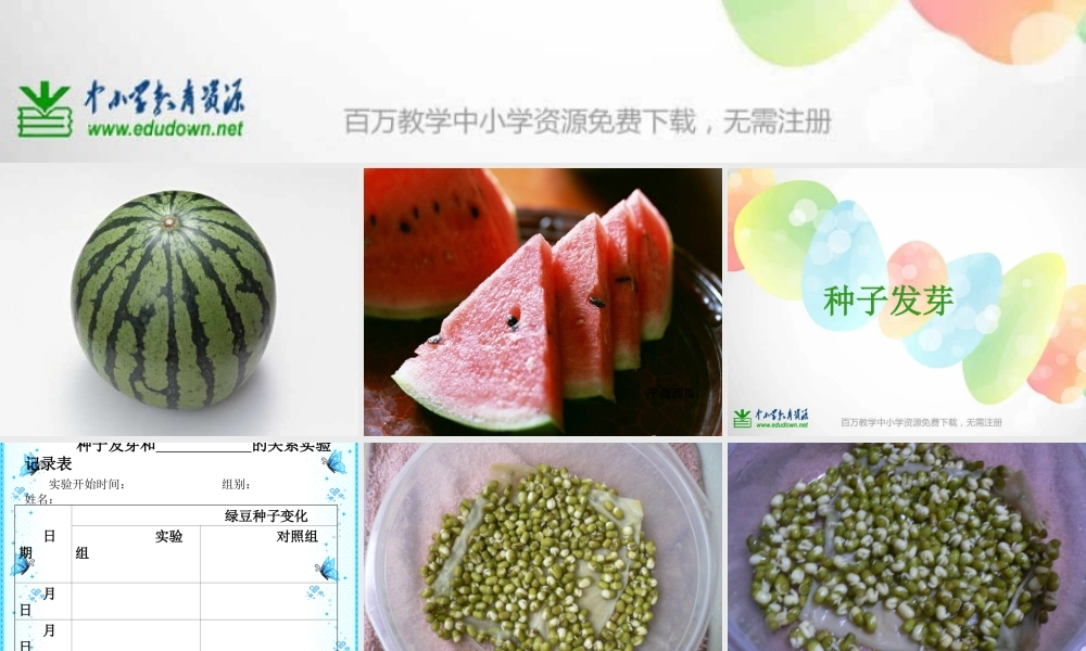 教科小学科学五上《1.2、种子发芽实验（二）》PPT课件(5)【加微信公众号 jiaoxuewuyou 九折优惠 qq 1119139686】.ppt