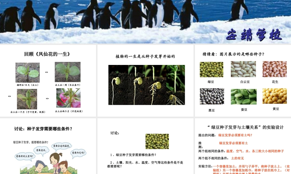 教科小学科学五上《1.1、种子发芽实验（一）》PPT课件(8)【加微信公众号 jiaoxuewuyou 九折优惠 qq 1119139686】.ppt