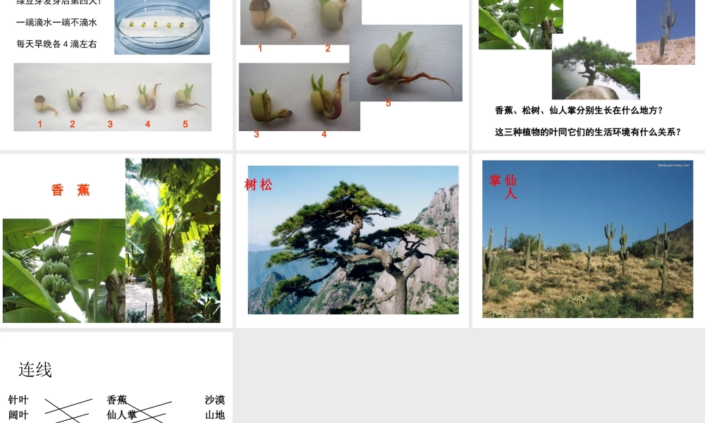 教科小学科学五上《1.2、种子发芽实验（二）》PPT课件(6)【加微信公众号 jiaoxuewuyou 九折优惠 qq 1119139686】.ppt