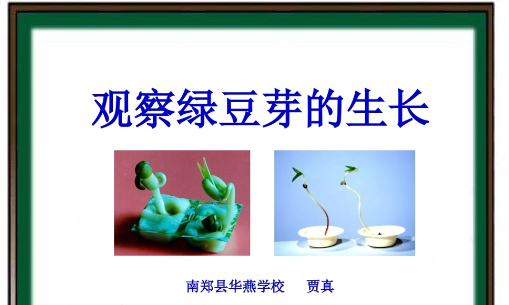 教科小学科学五上《1.3、观察绿豆芽的生长》PPT课件(8)【加微信公众号 jiaoxuewuyou 九折优惠 qq 1119139686】.ppt