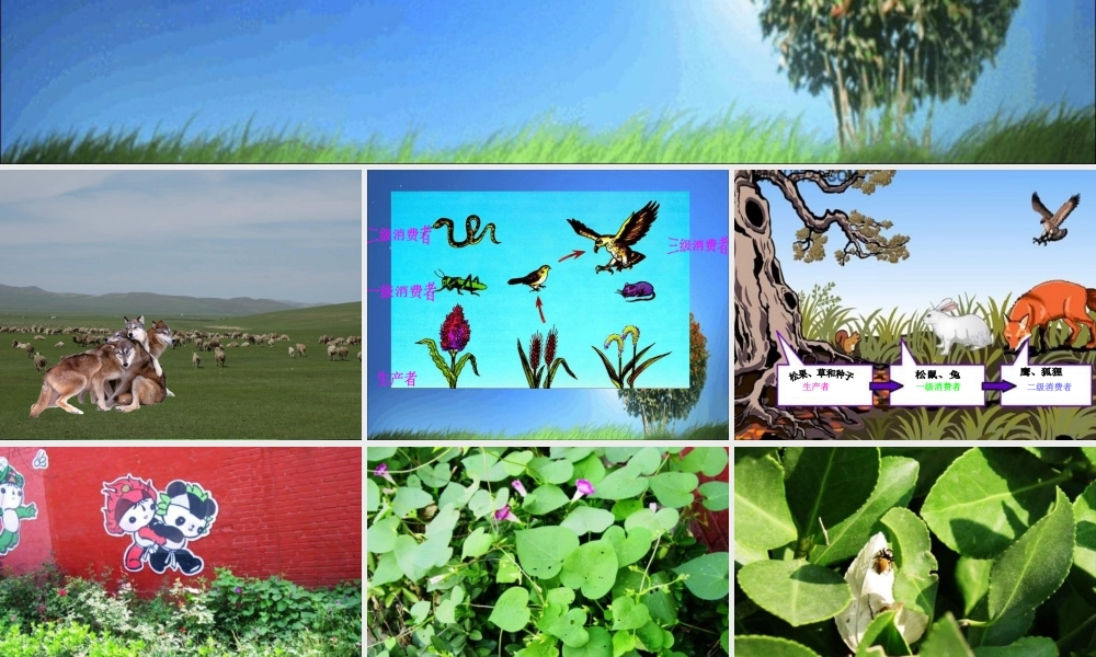 教科小学科学五上《1.5、食物链和食物网》PPT课件(5)【加微信公众号 jiaoxuewuyou 九折优惠 qq 1119139686】.ppt