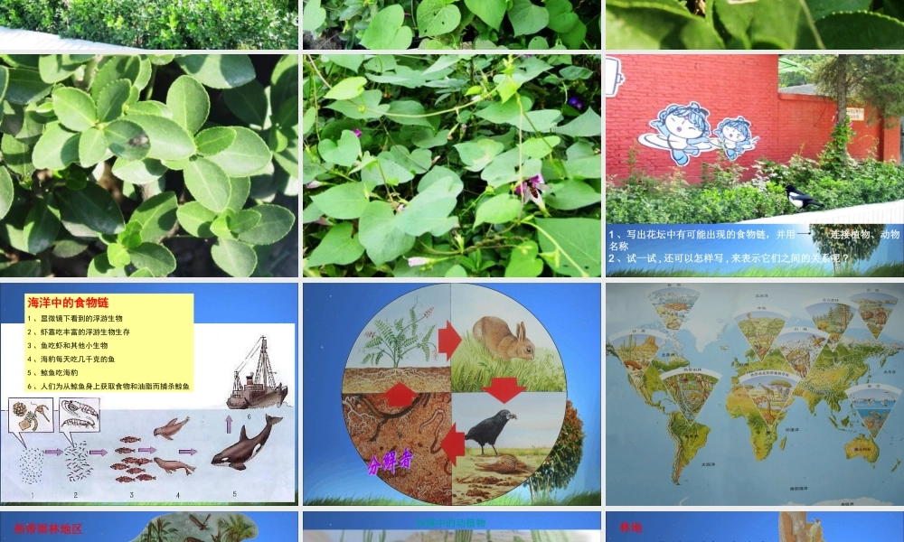 教科小学科学五上《1.5、食物链和食物网》PPT课件(5)【加微信公众号 jiaoxuewuyou 九折优惠 qq 1119139686】.ppt