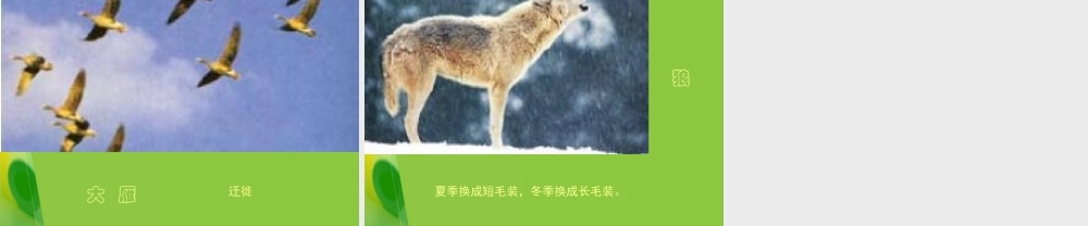 教科小学科学五上《1.4、蚯蚓的选择》PPT课件(11)【加微信公众号 jiaoxuewuyou 九折优惠 qq 1119139686】.ppt