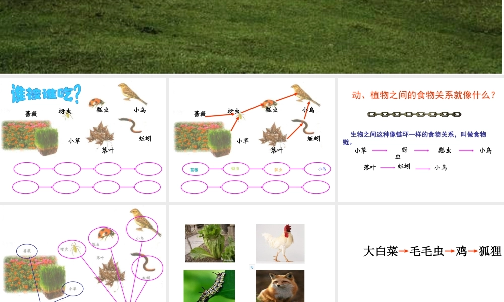 教科小学科学五上《1.5、食物链和食物网》PPT课件(4)【加微信公众号 jiaoxuewuyou 九折优惠 qq 1119139686】.ppt