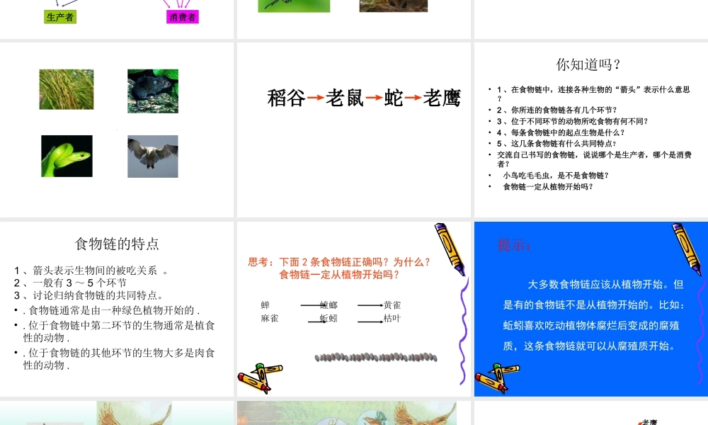 教科小学科学五上《1.5、食物链和食物网》PPT课件(4)【加微信公众号 jiaoxuewuyou 九折优惠 qq 1119139686】.ppt