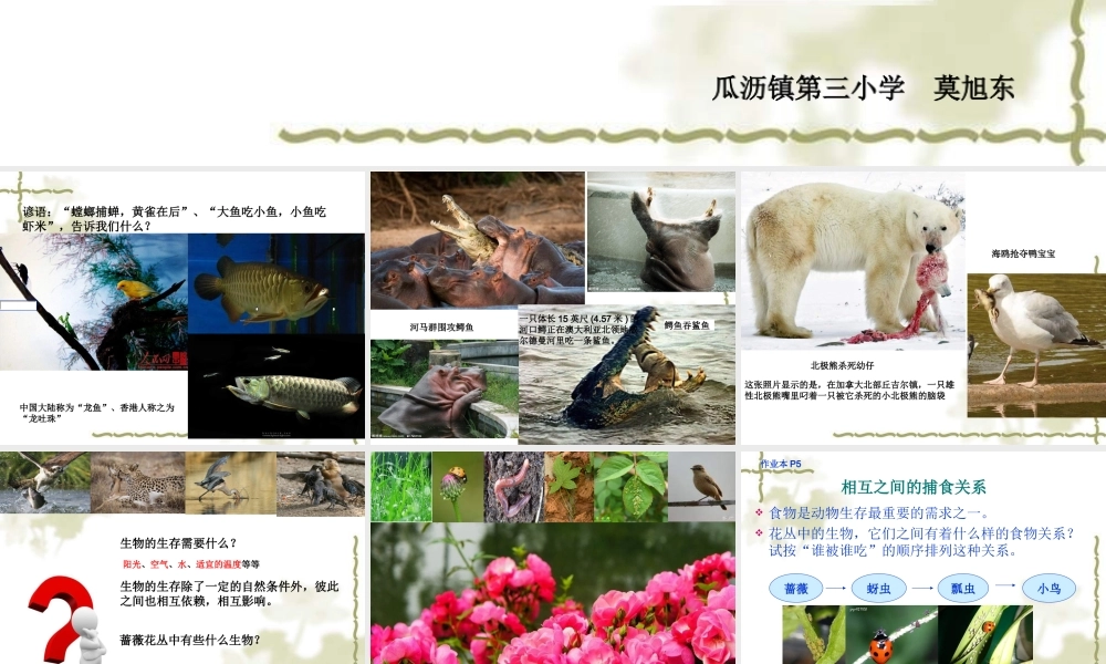 教科小学科学五上《1.5、食物链和食物网》PPT课件(1)【加微信公众号 jiaoxuewuyou 九折优惠 qq 1119139686】.ppt