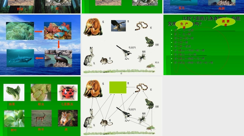 教科小学科学五上《1.5、食物链和食物网》PPT课件(3)【加微信公众号 jiaoxuewuyou 九折优惠 qq 1119139686】.ppt