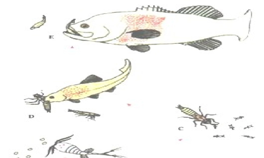 教科小学科学五上《1.5、食物链和食物网》PPT课件(8)【加微信公众号 jiaoxuewuyou 九折优惠 qq 1119139686】.ppt