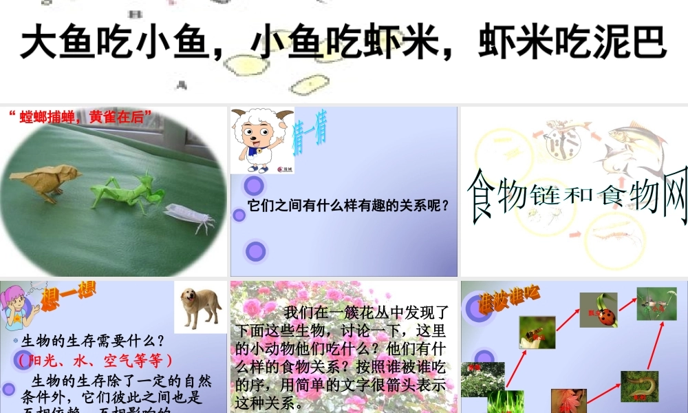 教科小学科学五上《1.5、食物链和食物网》PPT课件(8)【加微信公众号 jiaoxuewuyou 九折优惠 qq 1119139686】.ppt