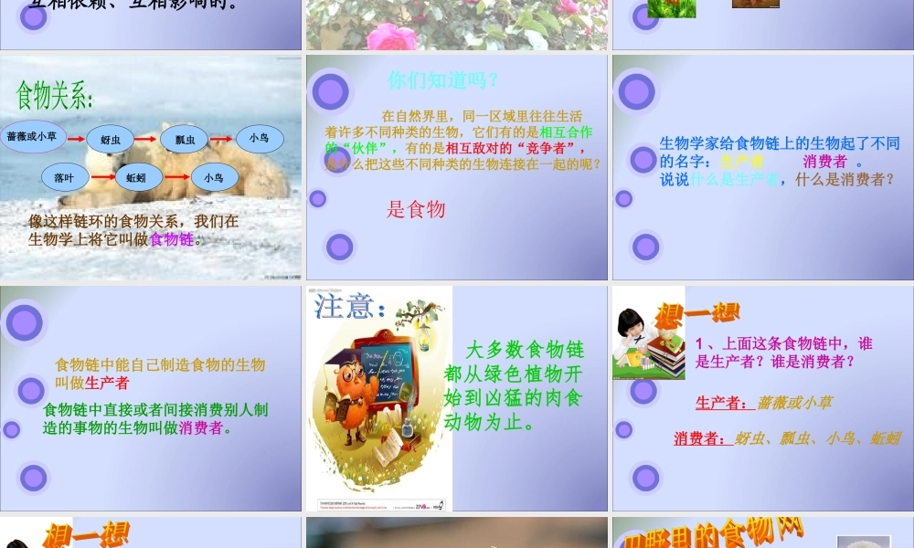 教科小学科学五上《1.5、食物链和食物网》PPT课件(8)【加微信公众号 jiaoxuewuyou 九折优惠 qq 1119139686】.ppt