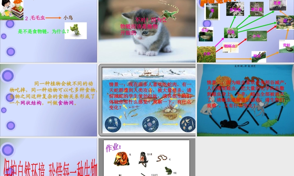 教科小学科学五上《1.5、食物链和食物网》PPT课件(8)【加微信公众号 jiaoxuewuyou 九折优惠 qq 1119139686】.ppt