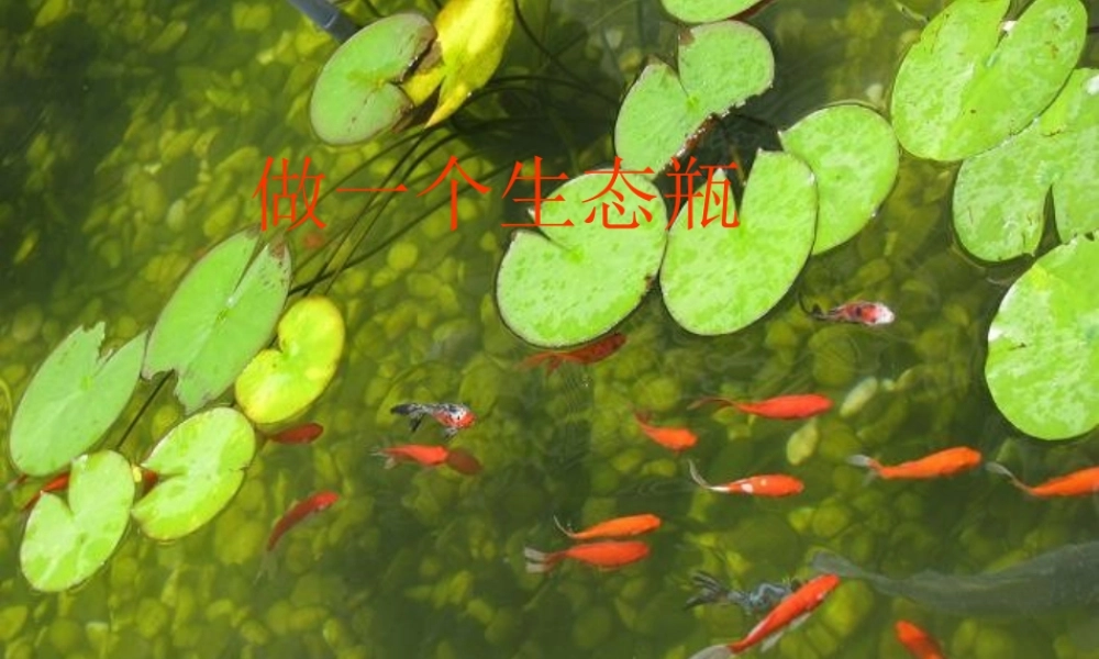 教科小学科学五上《1.6、做一个生态瓶》PPT课件(3)【加微信公众号 jiaoxuewuyou 九折优惠 qq 1119139686】.ppt