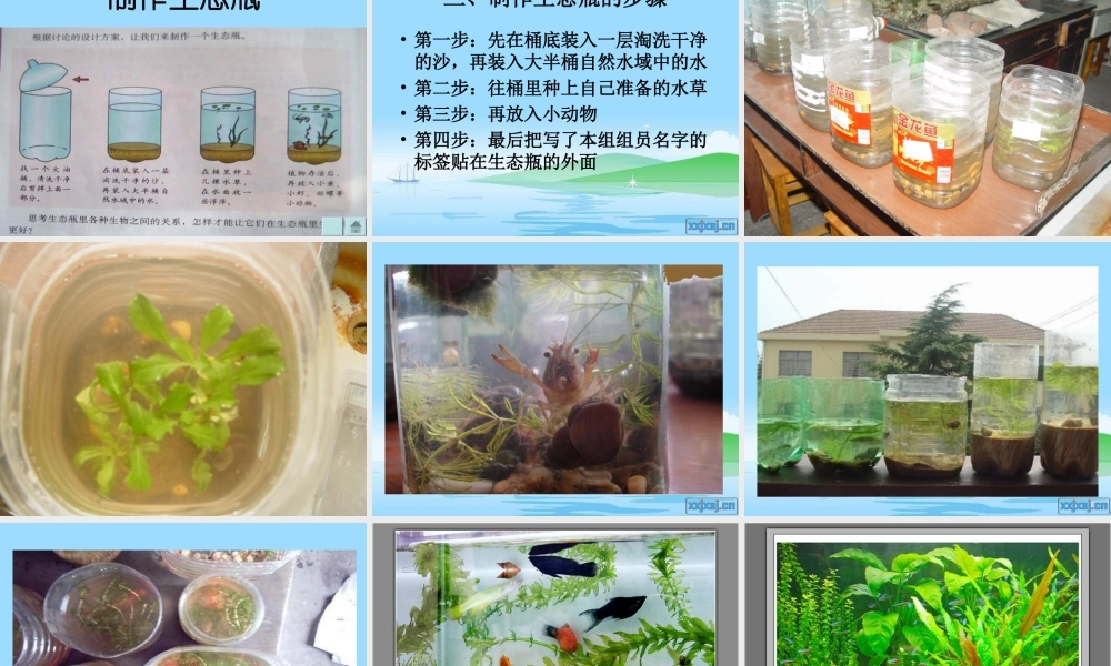教科小学科学五上《1.6、做一个生态瓶》PPT课件(6)【加微信公众号 jiaoxuewuyou 九折优惠 qq 1119139686】.ppt