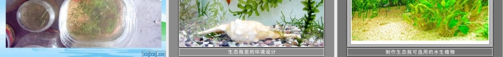 教科小学科学五上《1.6、做一个生态瓶》PPT课件(6)【加微信公众号 jiaoxuewuyou 九折优惠 qq 1119139686】.ppt