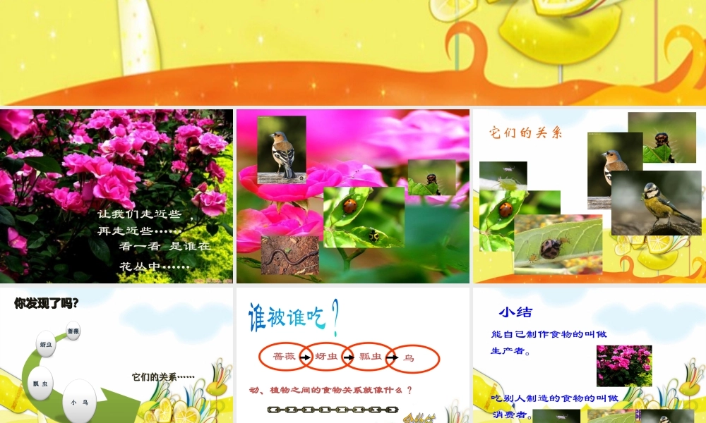 教科小学科学五上《1.5、食物链和食物网》PPT课件(9)【加微信公众号 jiaoxuewuyou 九折优惠 qq 1119139686】.ppt