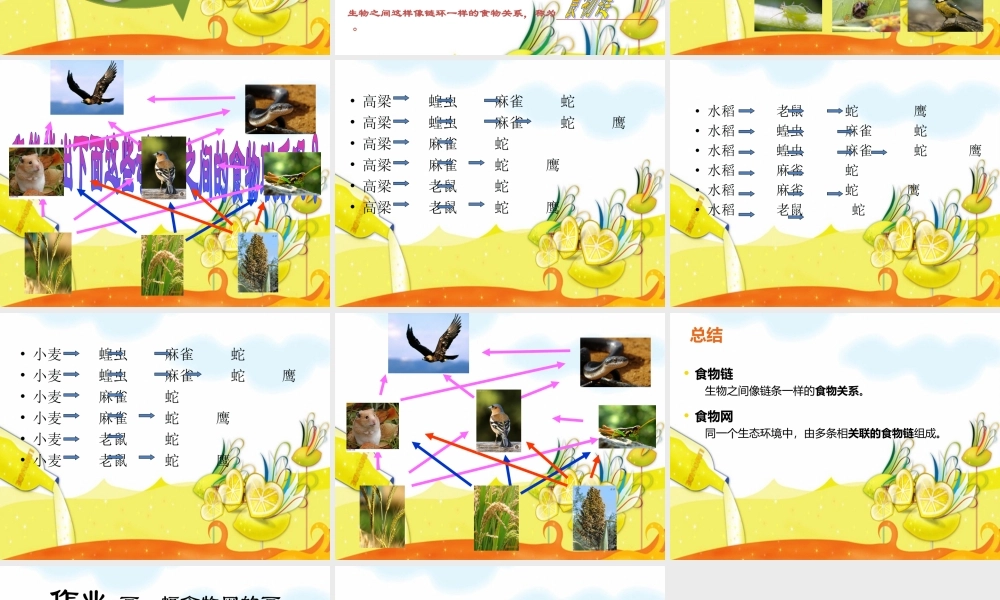 教科小学科学五上《1.5、食物链和食物网》PPT课件(9)【加微信公众号 jiaoxuewuyou 九折优惠 qq 1119139686】.ppt