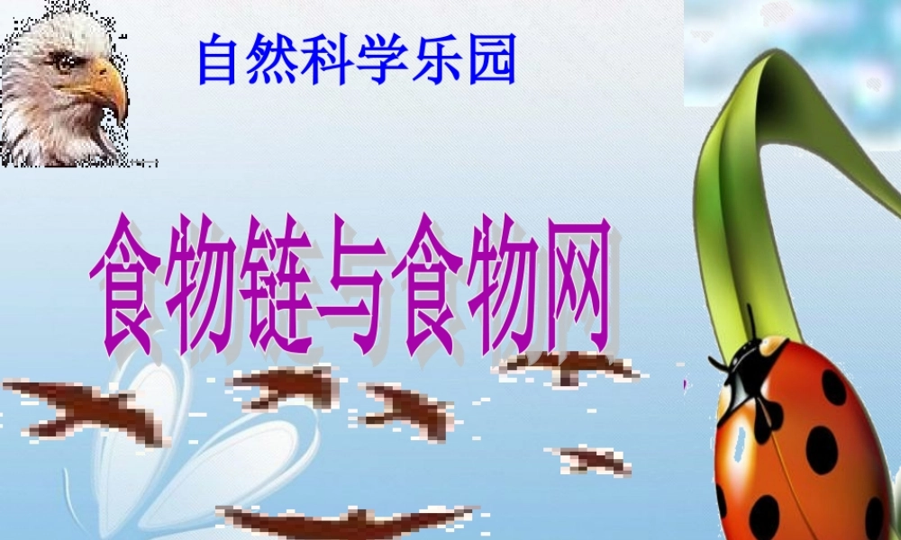教科小学科学五上《1.5、食物链和食物网》PPT课件(7)【加微信公众号 jiaoxuewuyou 九折优惠 qq 1119139686】.ppt